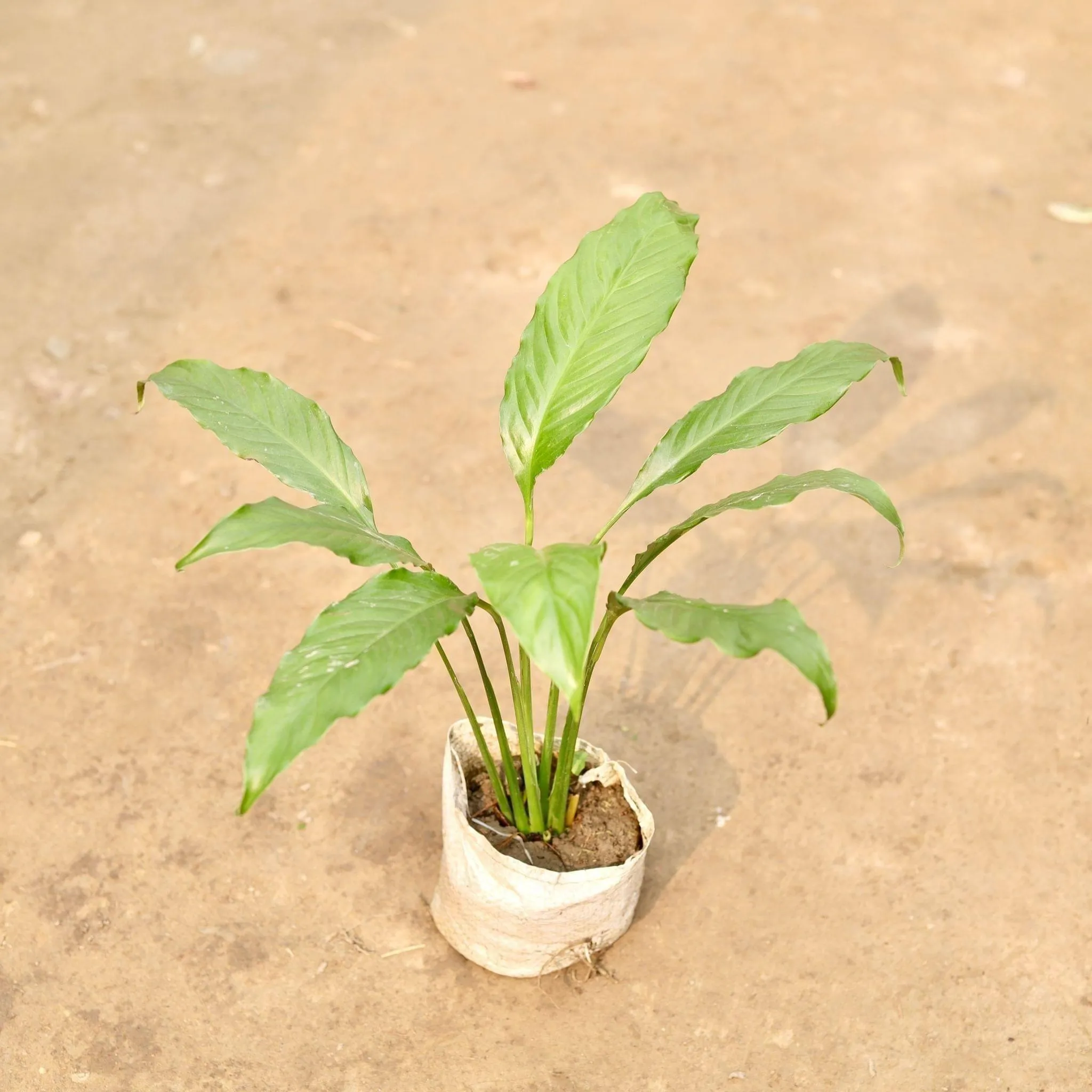 Peace Lily in 5 Inch Nursery Bag