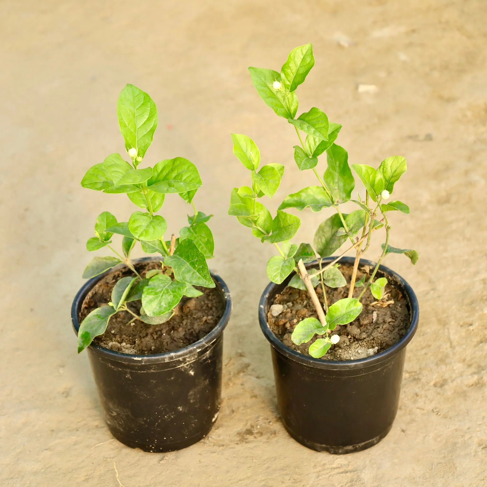Set of 2 - Motia / Jasmine in 6 Inch Nursery Pot