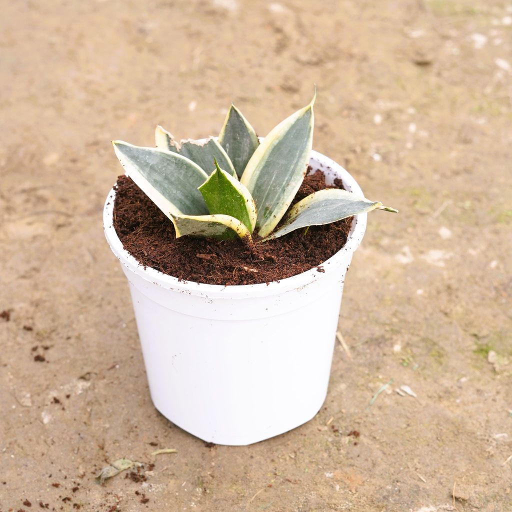 Snake Dwarf in 6 Inch White Nursery Pot