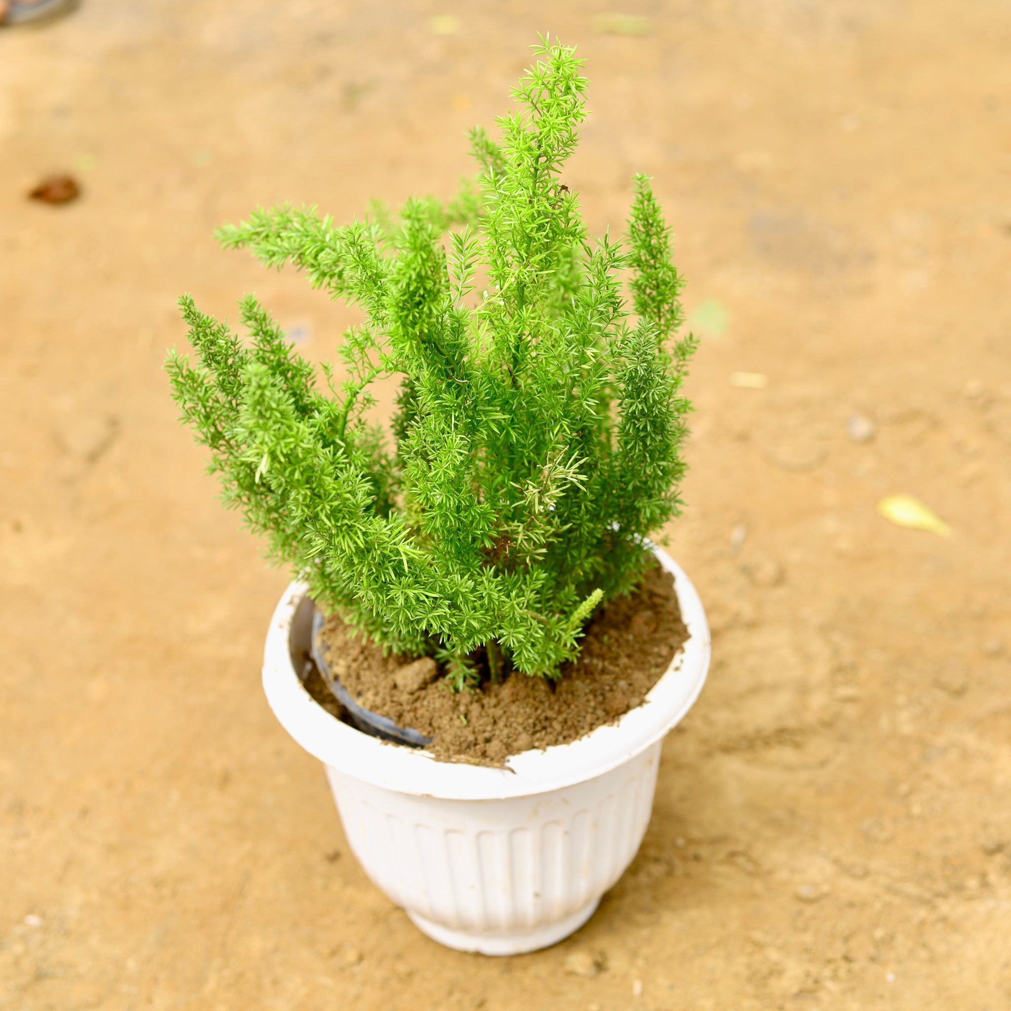 Asparagus Mary in 8 Inch White Olive Plastic Pot