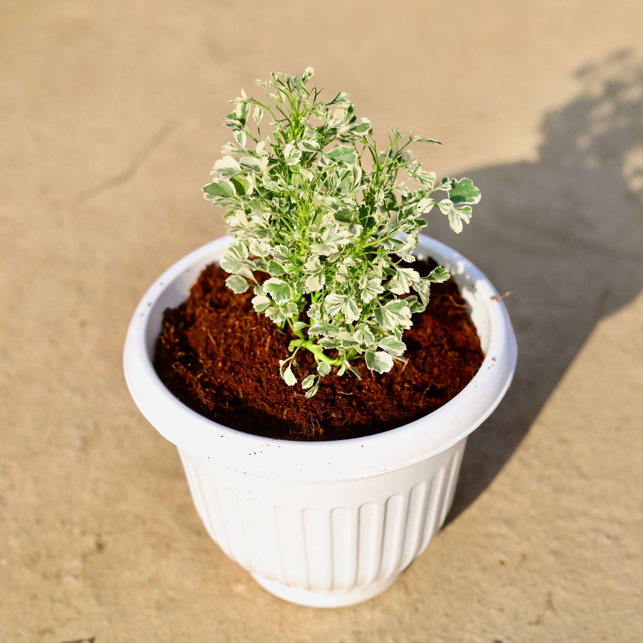 Aralia White in 8 Inch White Olive Plastic Pot