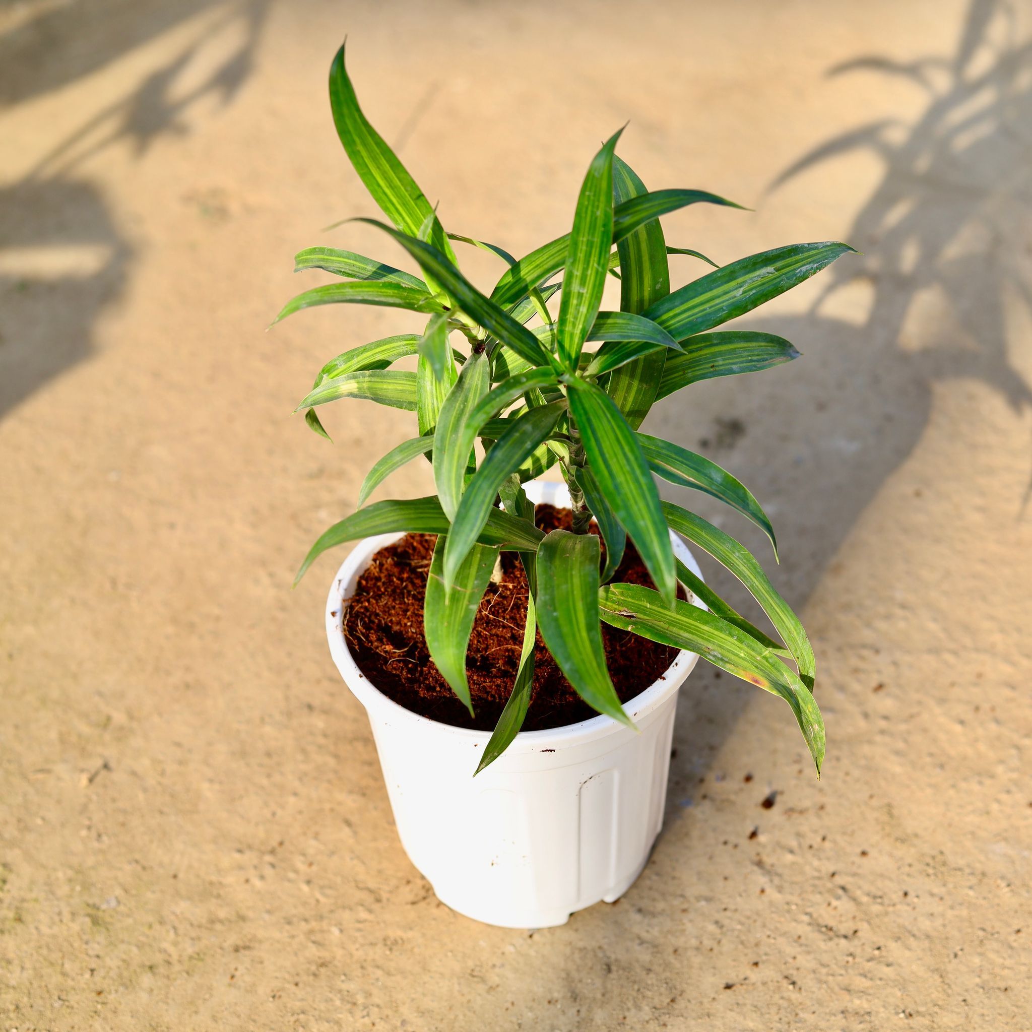 Dracaena massenger in 6 Inch White Super Nursery Pot