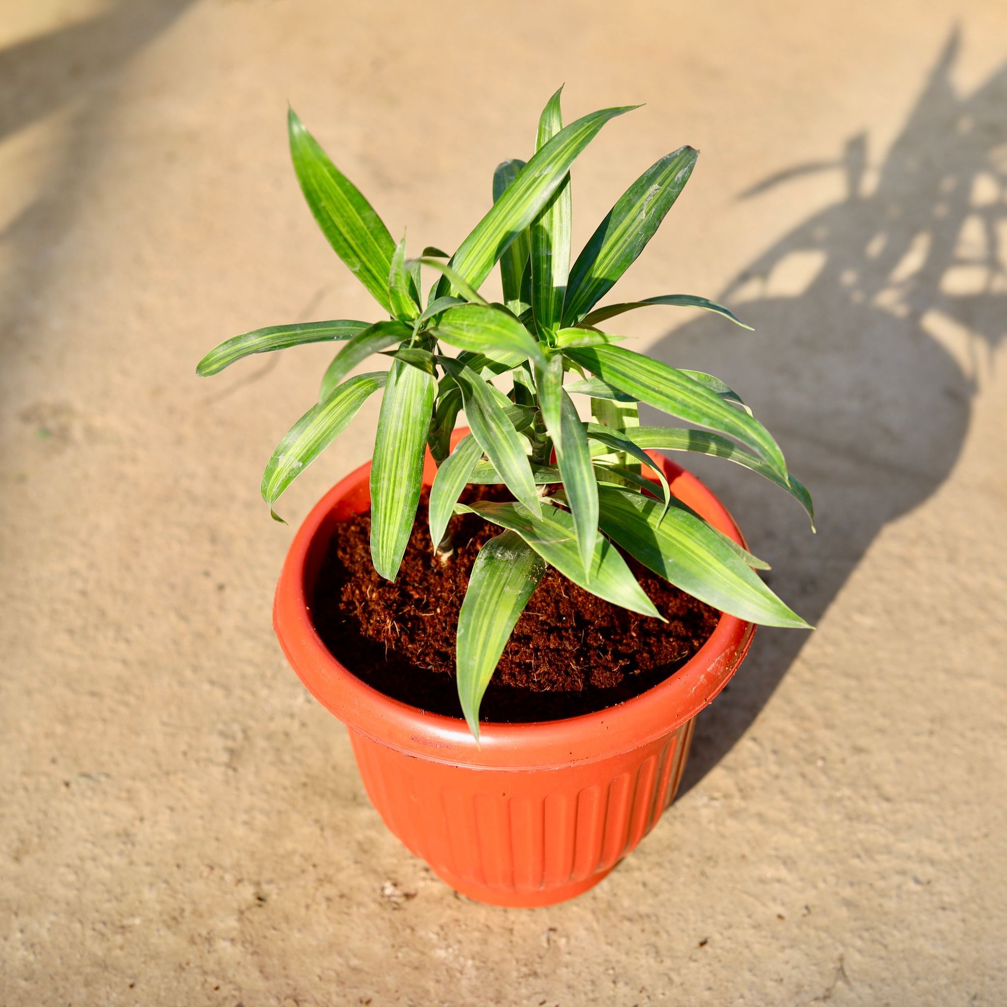 Dracaena Messenger in 8 Inch Terracotta Red Olive Plastic Pot