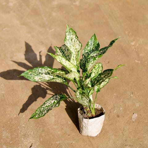 Aglaonema Snow White in 4 Inch Nursery bag