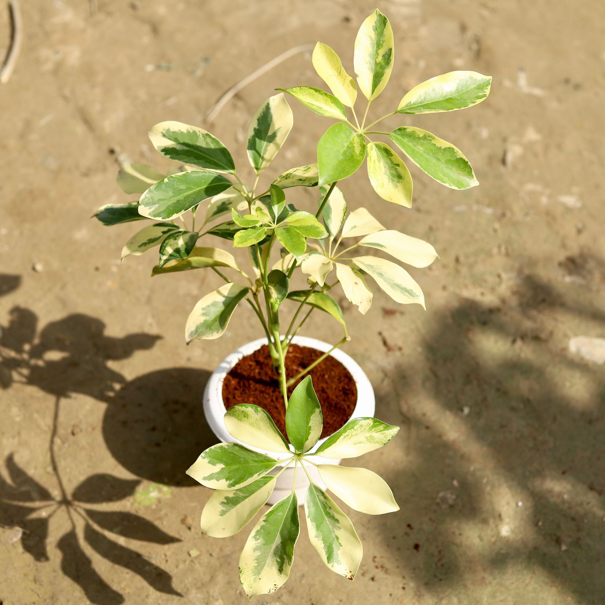 Schefflera Variegated in 6 Inch Classy White Plastic Pot