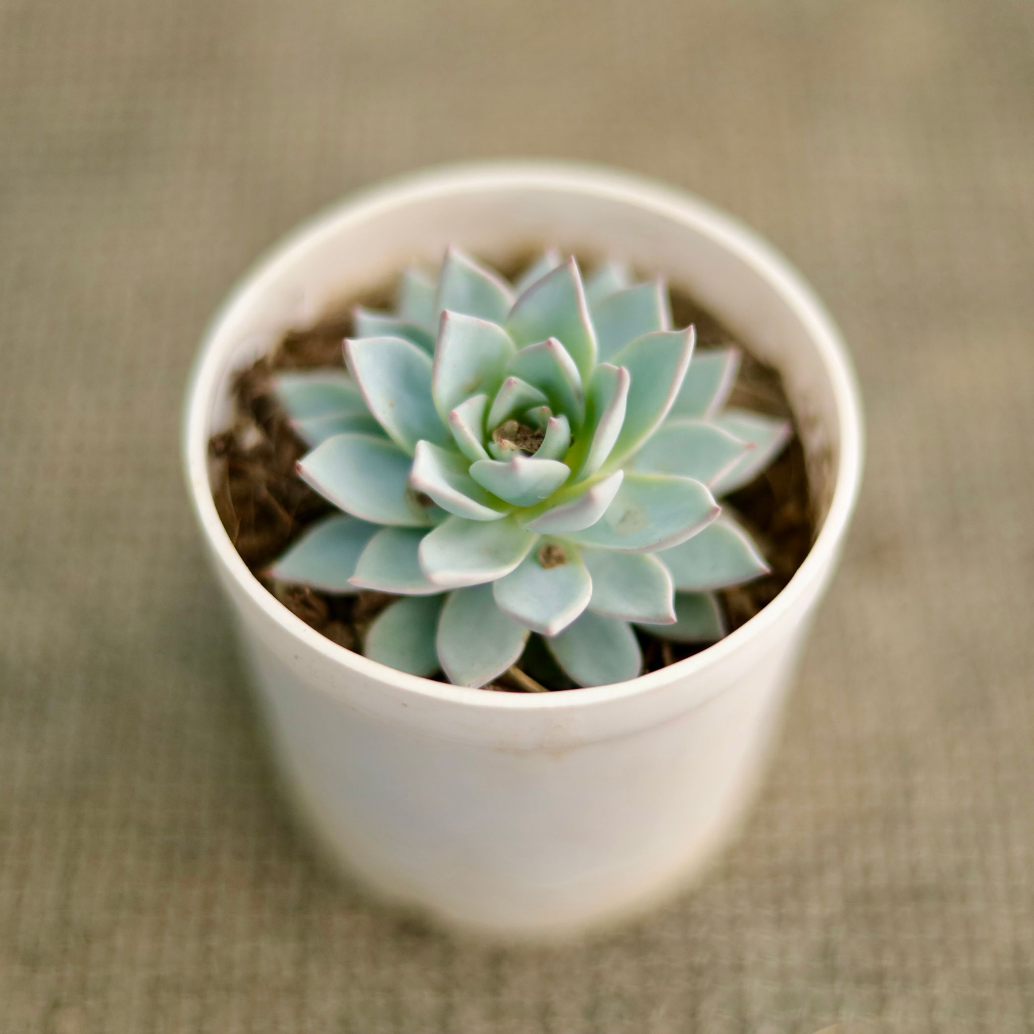 Echeveria Desmetiana Succulent in 4 Inch Nursery Pot