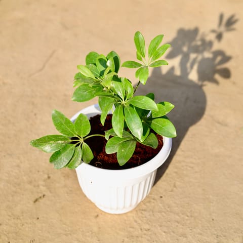 Schefflera Green in 8 Inch White Olive Plastic Pot