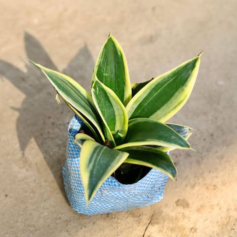 Snake Dwarf in 5 Inch Nursery bag