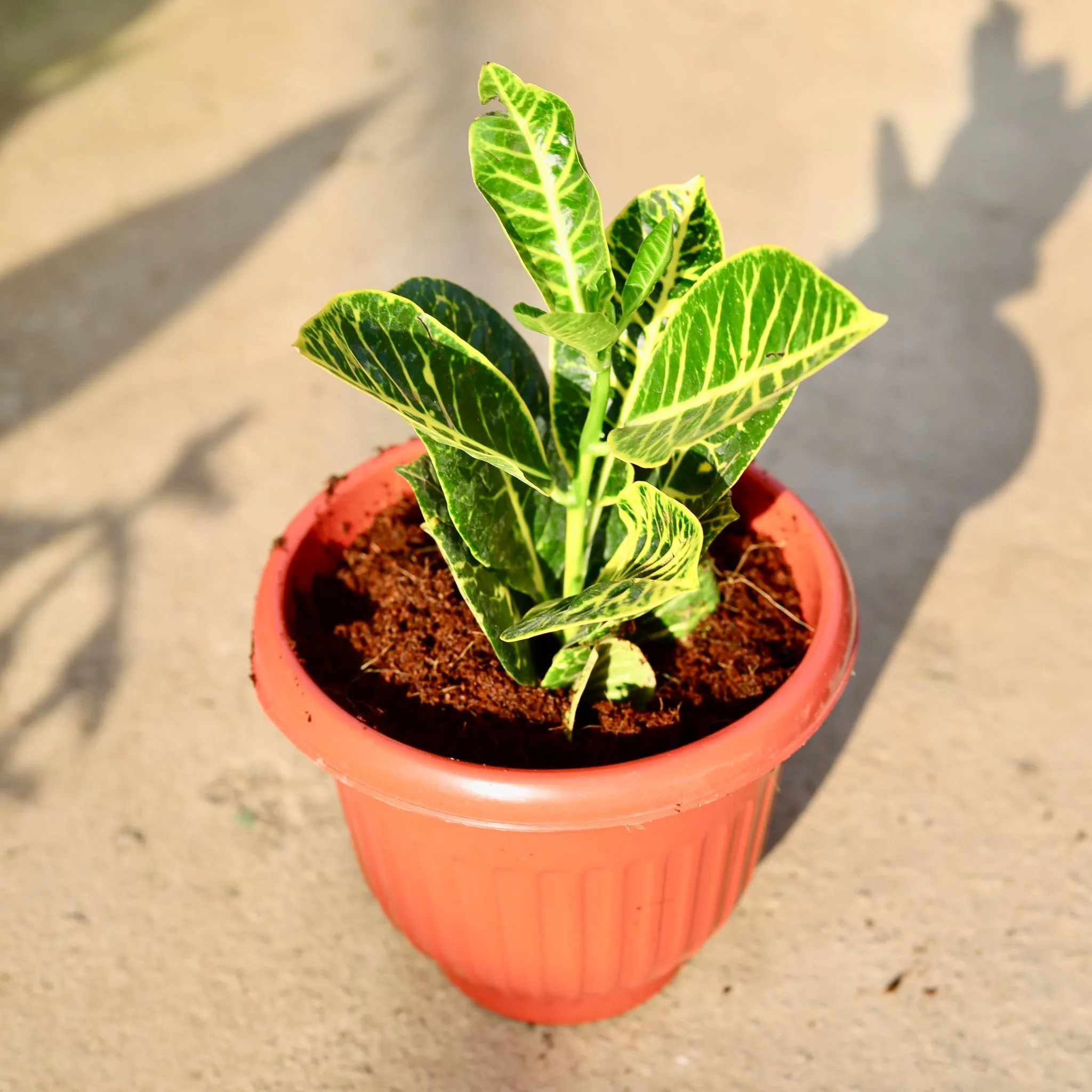 Croton Petra in 8 Inch Terracotta Red Olive Plastic Pot