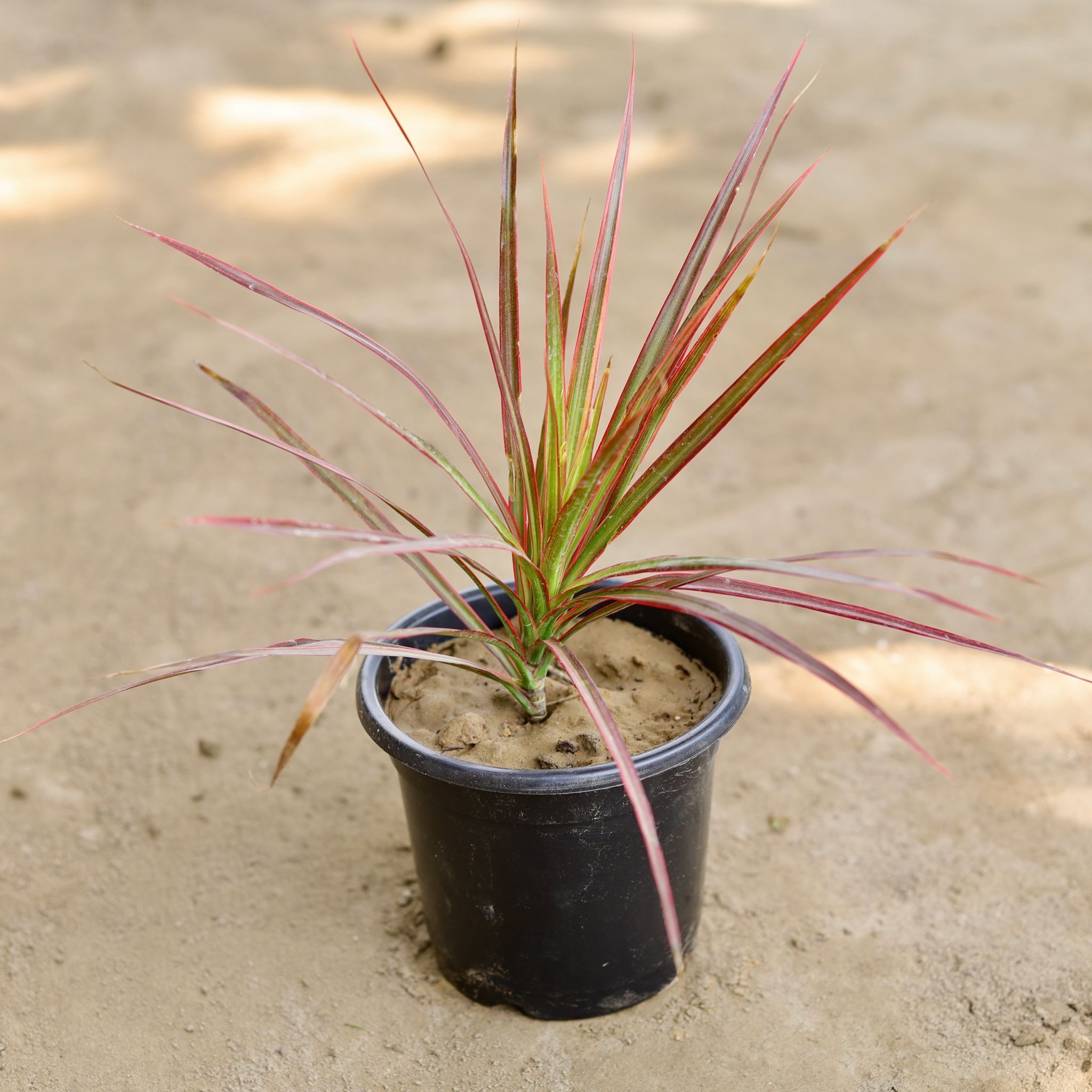 Dracaena Colorama / Marginata in 6 Inch Nursery Pot
