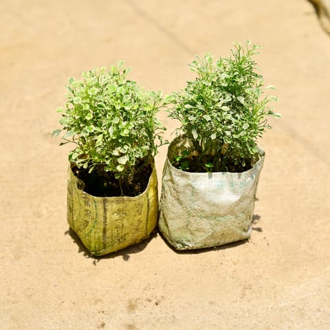 Set of 2 - Aralia Vareigated in 8 Inch Nursery Bag