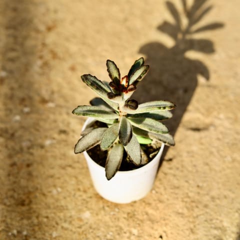 Kalanchoe Chocolate Soldier in 3 Inch Nursery Pot