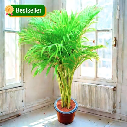 Areca Palm (~ 3 Ft) in 8 Inch Nursery Pot