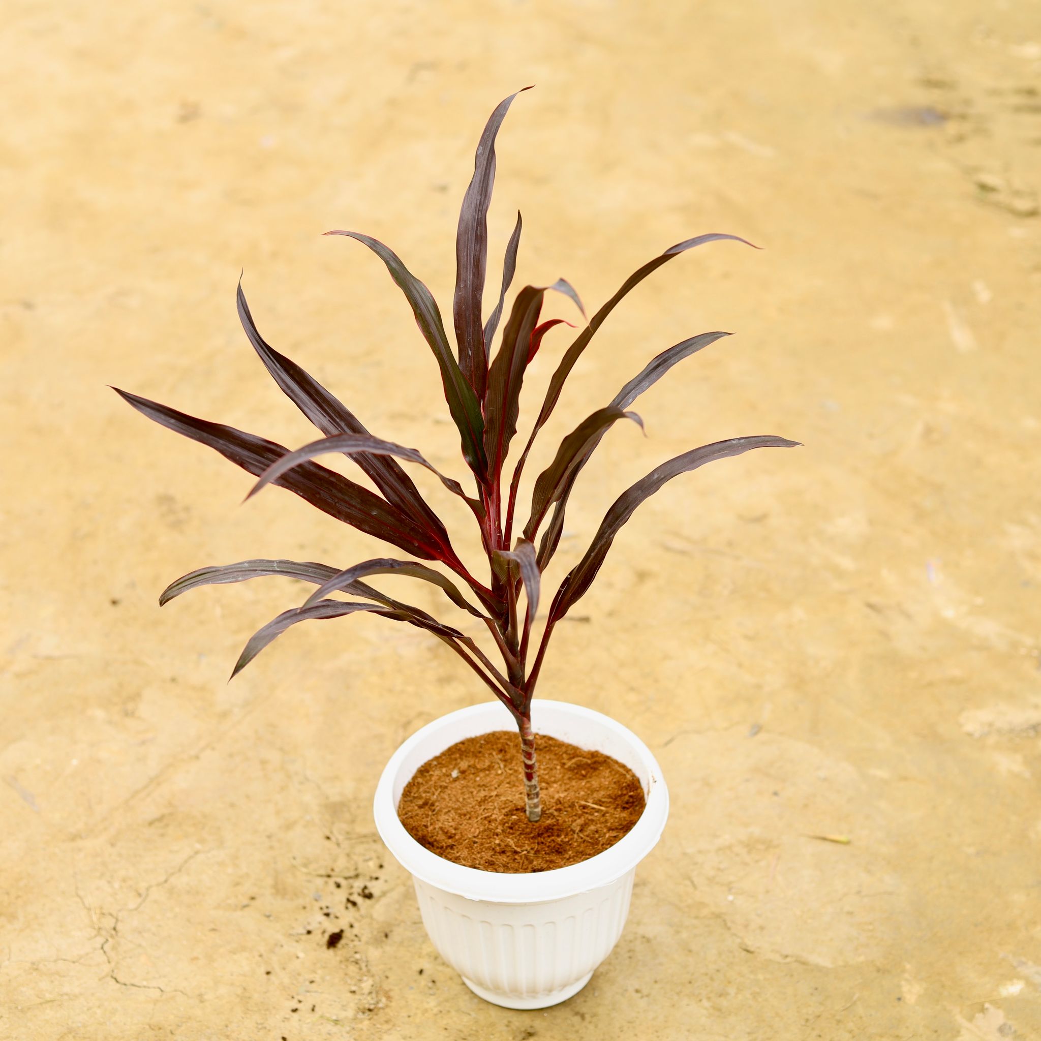Dracaena Black in 8 Inch White Olive Plastic Pot