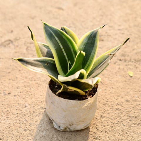 Snake dwarf in 4 Inch Nursery Bag