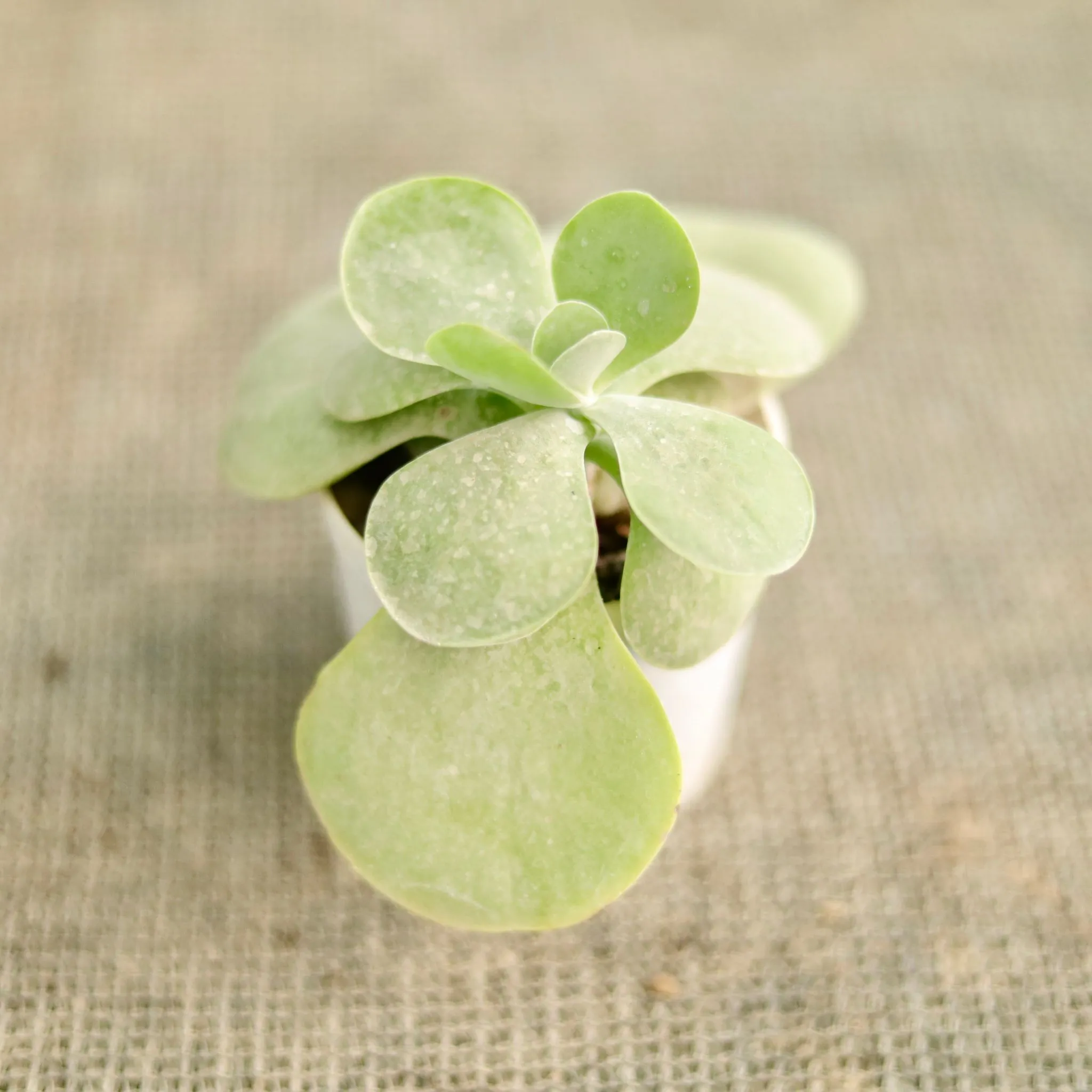 kalanchoe Thyrsiflora Succulent in 3 Inch Nursery Pot