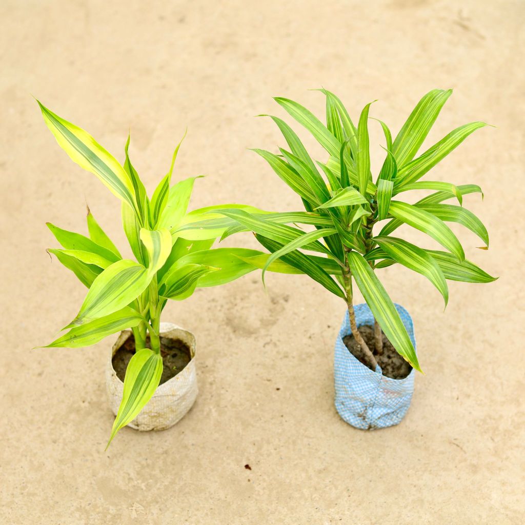 Set of 2 - Lucky Bamboo & Dracaena Messenger in 4 Inch Nursery Bag