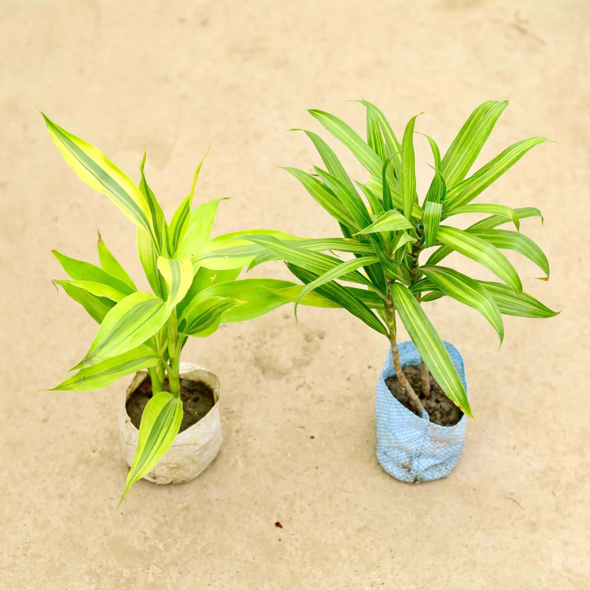 Set of 2 - Lucky Bamboo & Dracaena Messenger in 4 Inch Nursery Bag