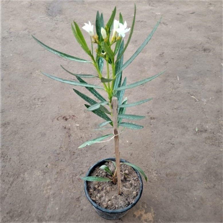 Buy Kaner / Oleander Dwarf White in 6 Inch Nursery Pot Online | Urvann.com Kaner / Oleander Dwarf any color in 6 Inch Nursery Pot