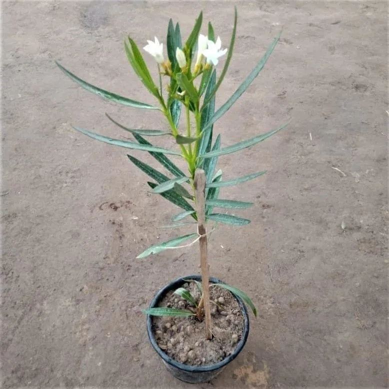 Kaner / Oleander Dwarf any color in 6 Inch Nursery Pot