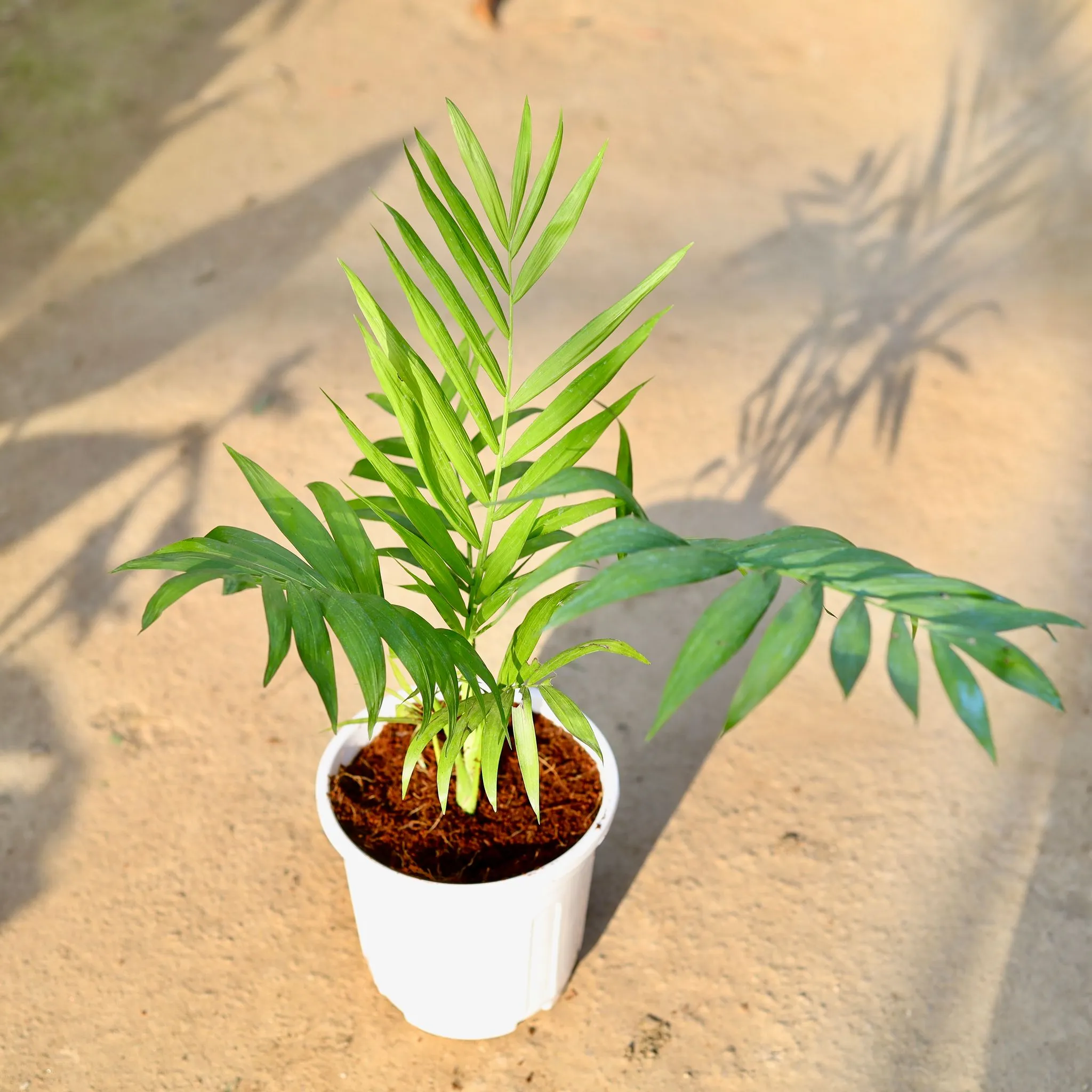 Chamaedorea Palm in 6 Inch White Super Nursery Pot