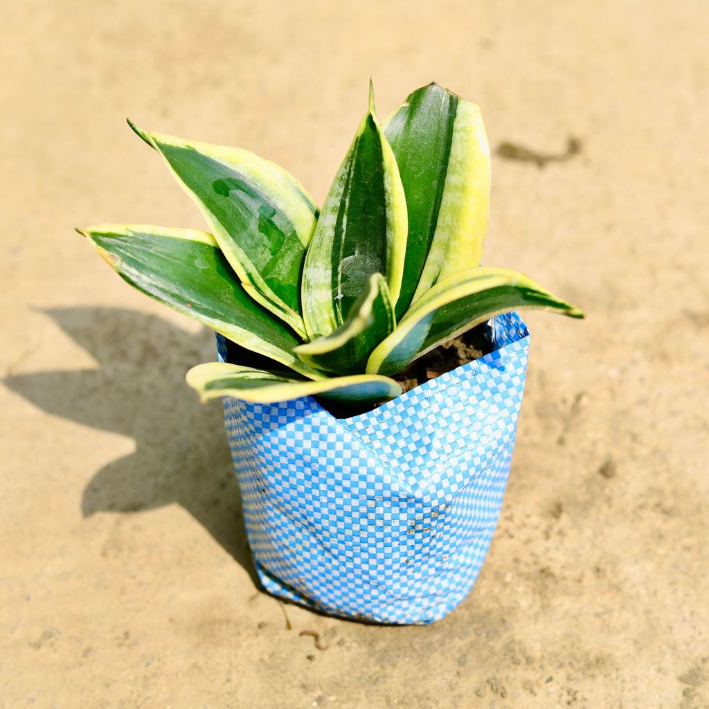 Buy Snake Dwarf Yellow in 4 Inch Nursery Bag Online | Urvann.com Snake Dwarf Yellow in 4 Inch Nursery Bag