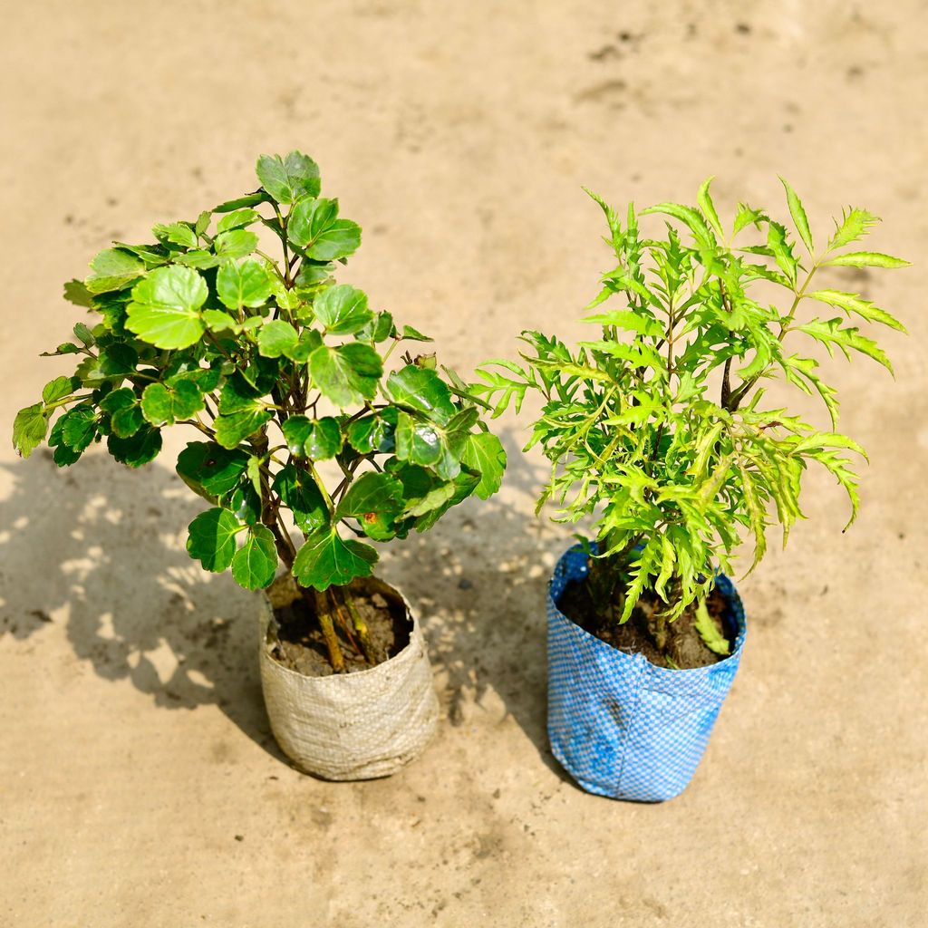 Buy Set of 2 - Aralia (Ming & Neem) in 4 Inch Nursery Bag Online | Urvann.com Set of 2 - Aralia (Ming & Neem) in 4 Inch Nursery Bag
