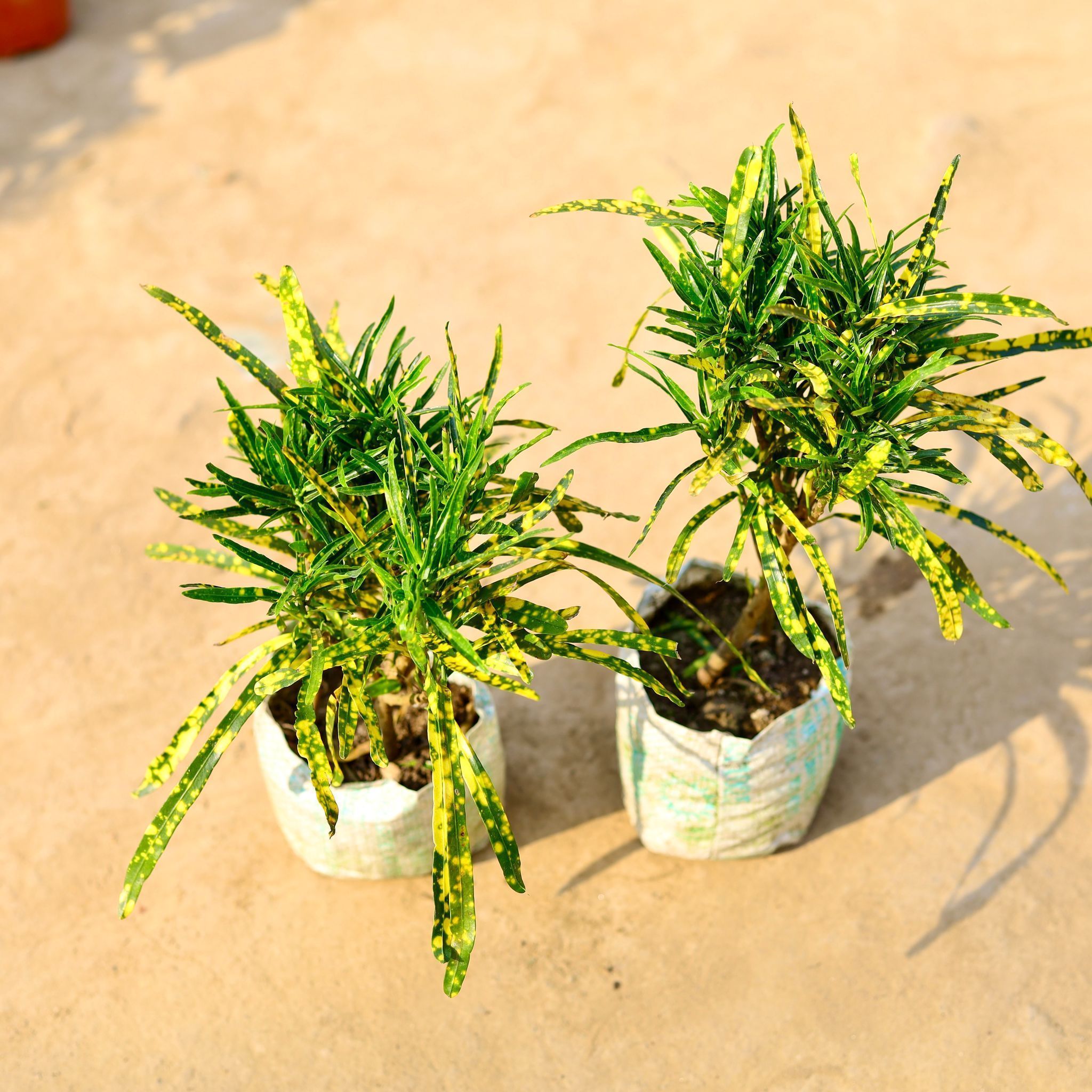 Set of 2 - Chironji Croton Gold Star in 4 Inch Nursery Bag