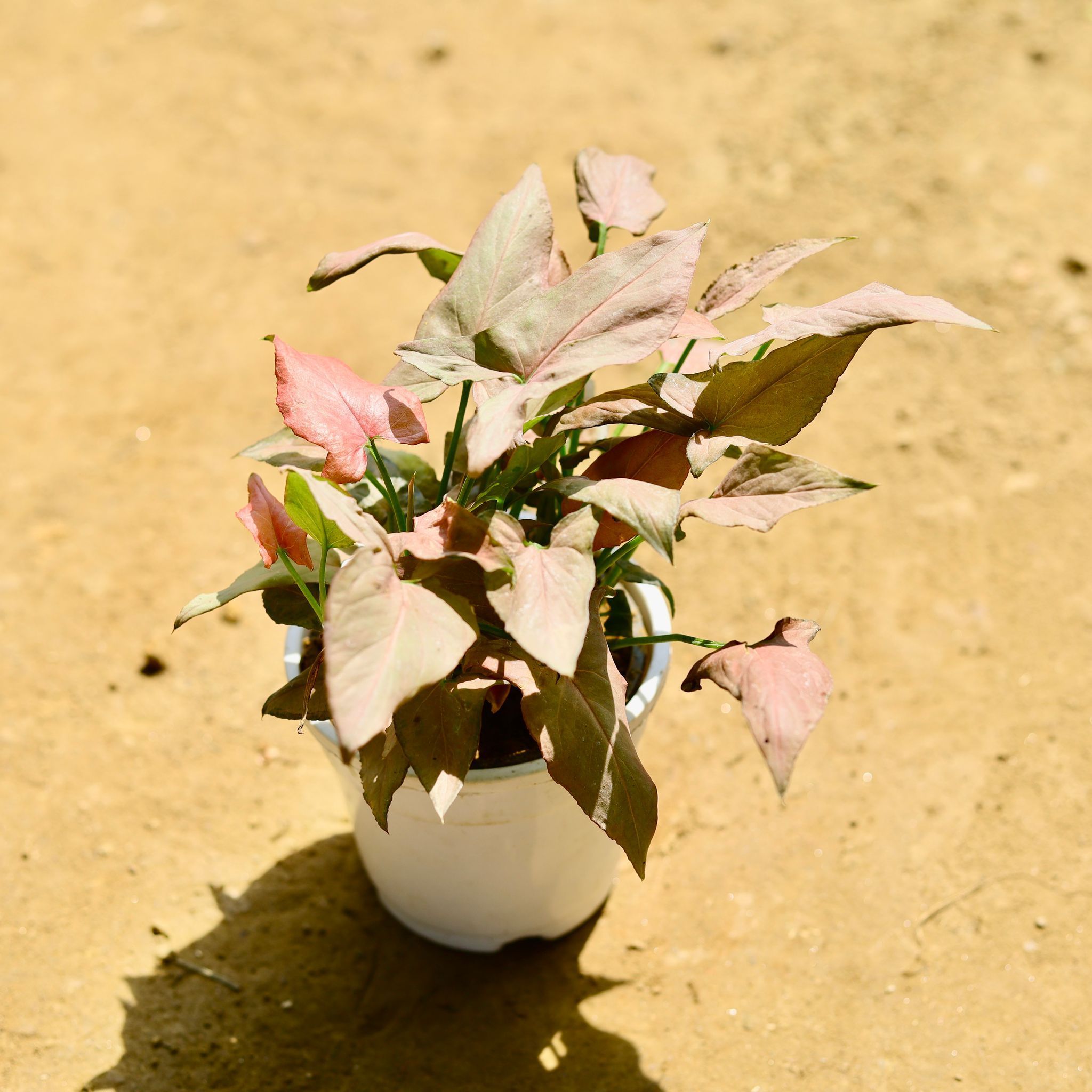 Syngonium Pink Bushy in 4 Inch Nursery Pot