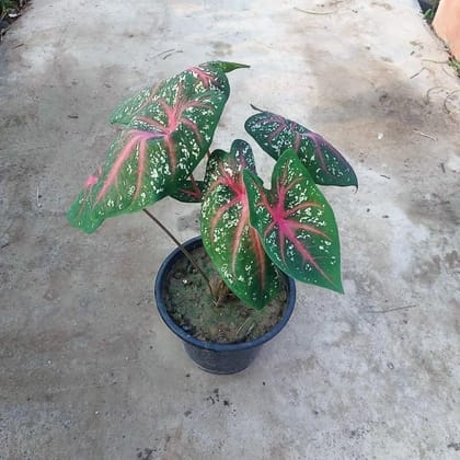 Buy Caladium / Heart of Jesus in 8 Inch Nursery Pot Online | Urvann.com