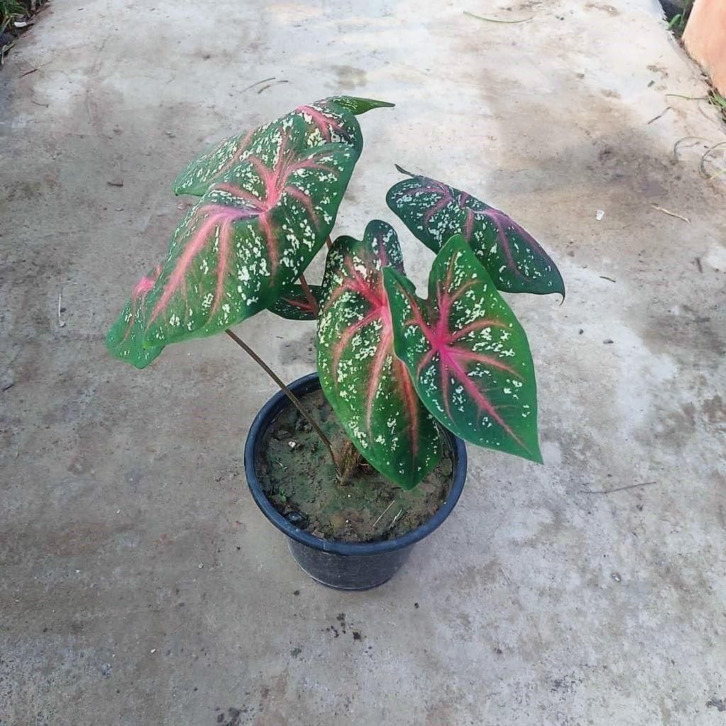 Caladium / Heart of Jesus in 6 Inch Nursery Pot