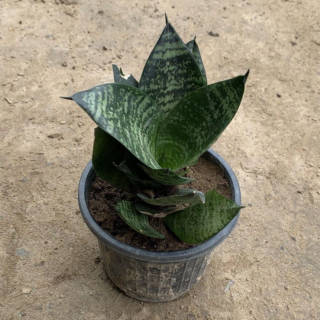 Buy Green Dwarf Snake Plant in 4 Inch Plastic Pot Online | Urvann.com Green Dwarf Snake Plant in 4 Inch Nursery Pot