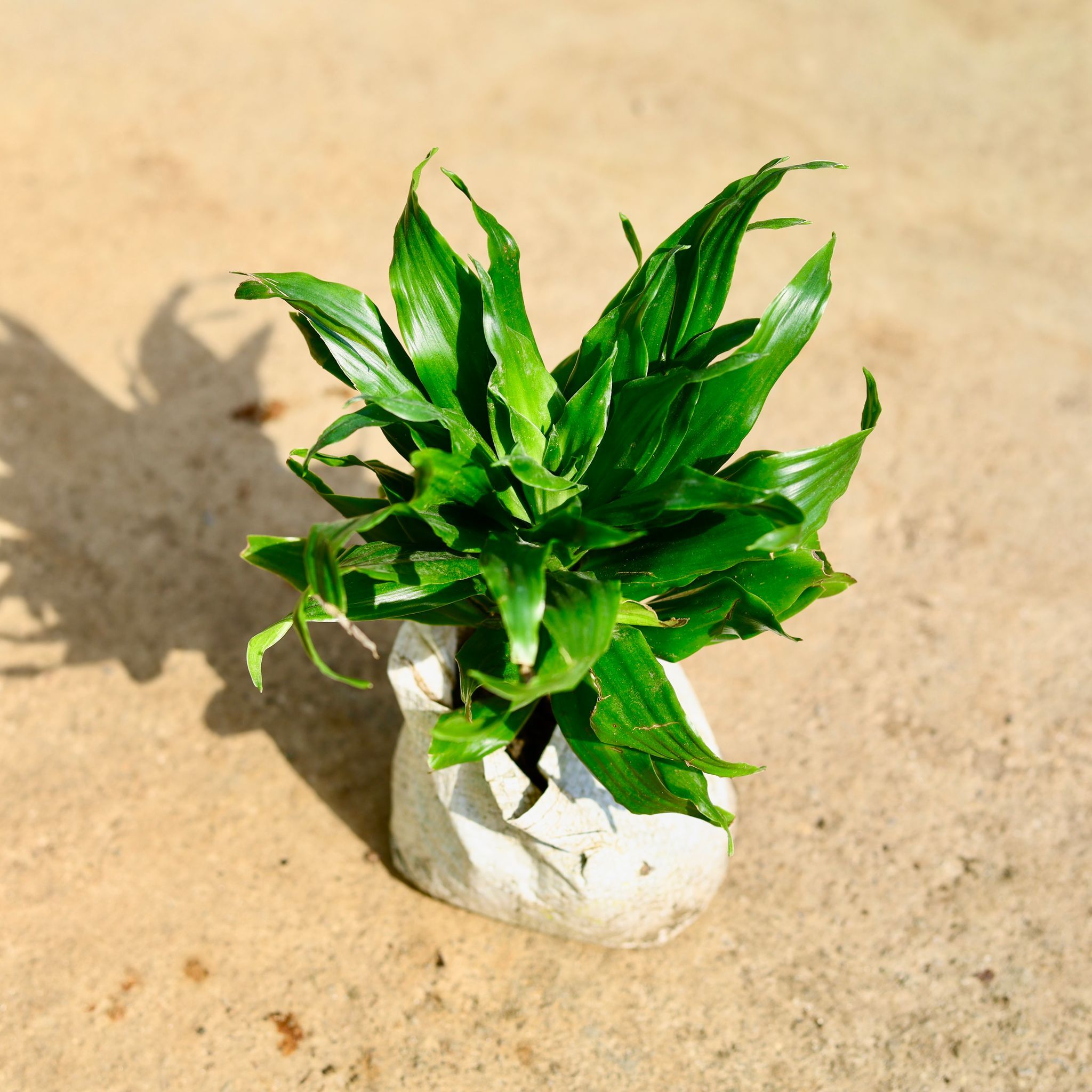 Dracaena Compacta in 4 Inch Nursery Bag