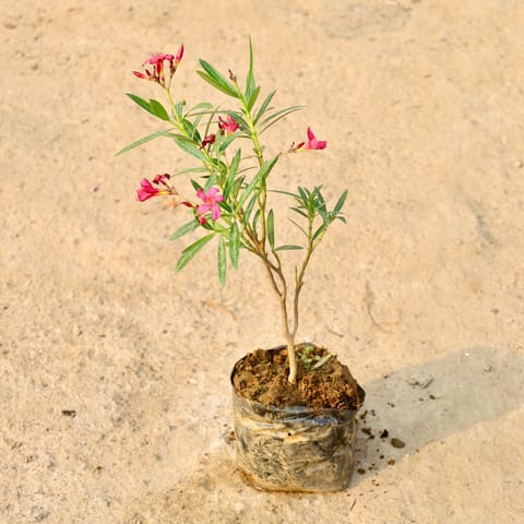 Kaner / Oleander Pink in 8 Inch Nursery Bag