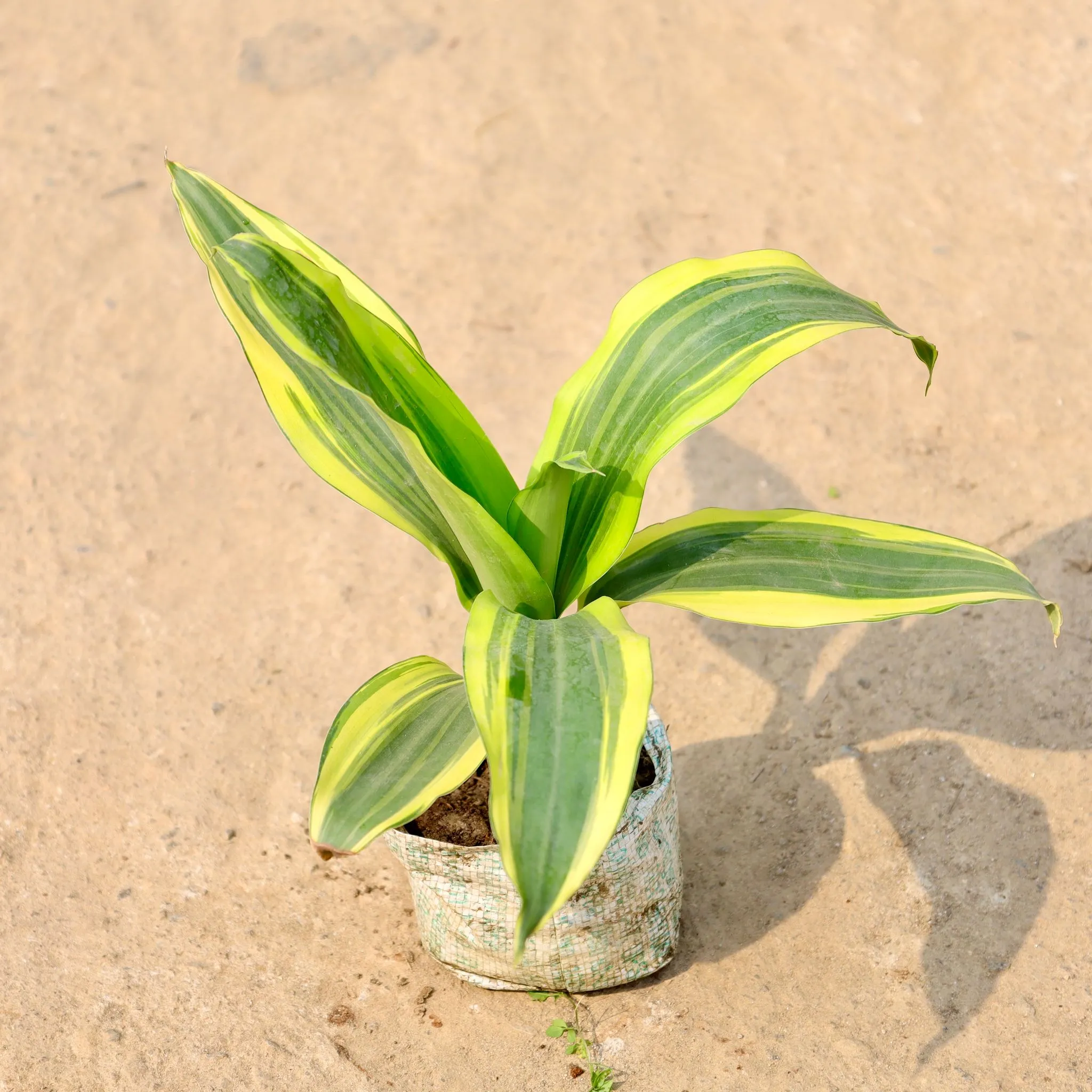 Dracaena Victoria in 4 Inch Nursery Bag