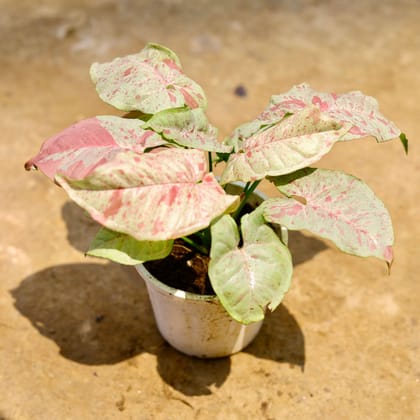 Buy Syngonium Milky (Rare Variety) in 4 Inch Nursery Pot Online | Urvann.com