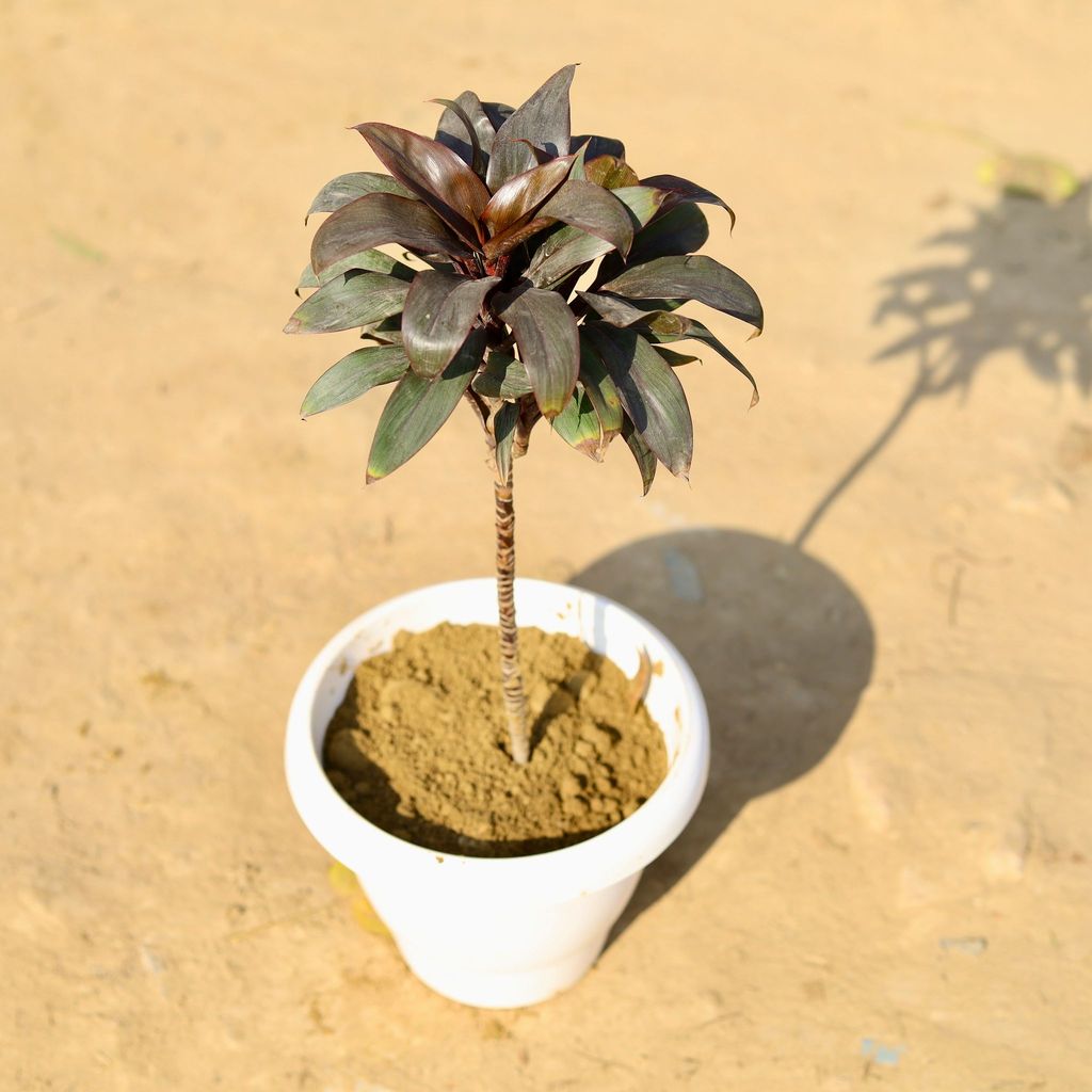 Buy Spider in 8 Inch Classy White Plastic Pot Online | Urvann.com Dracaena Rosea in 8 Inch Classy White Plastic Pot