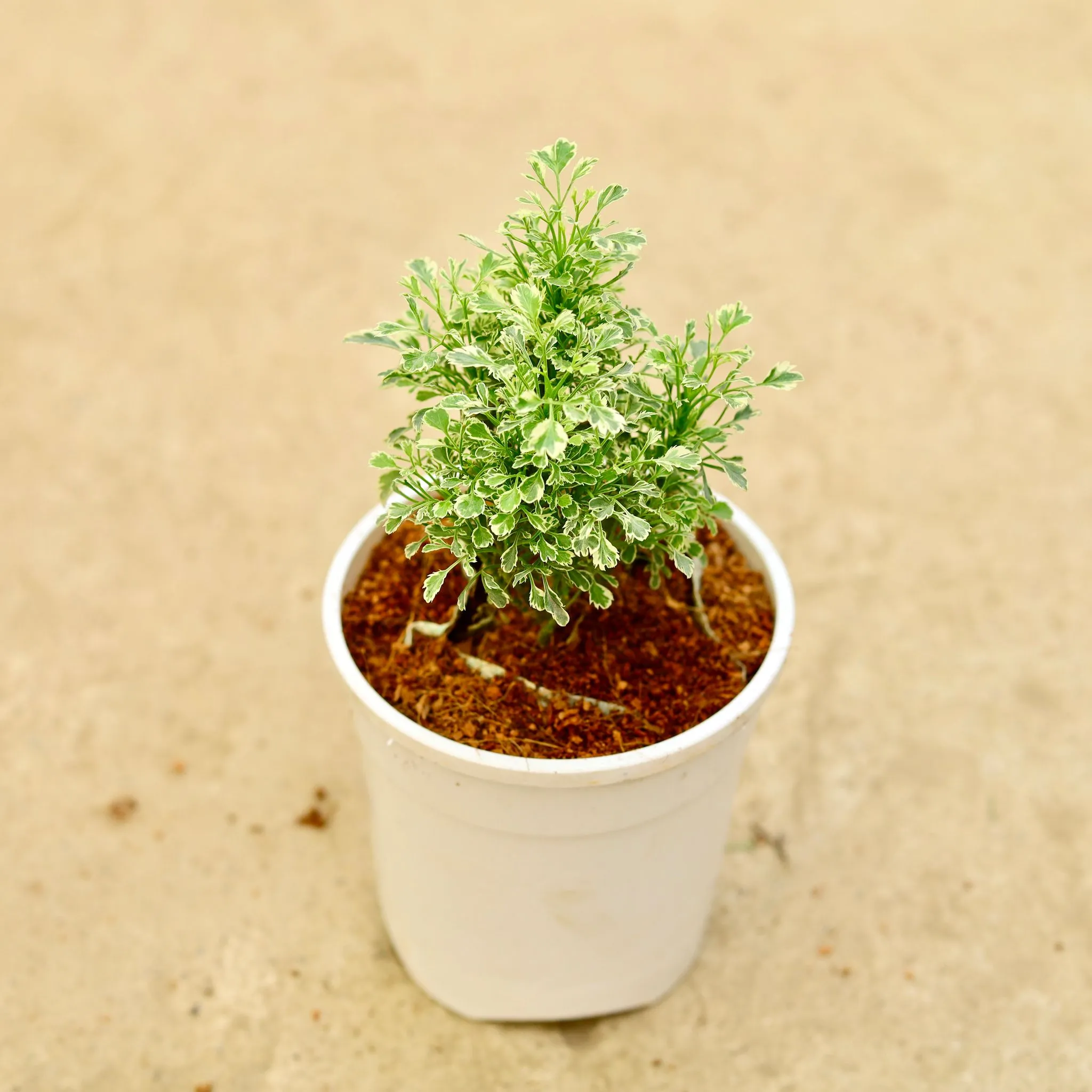 Aralia white in 5 Inch White Nursery Pot
