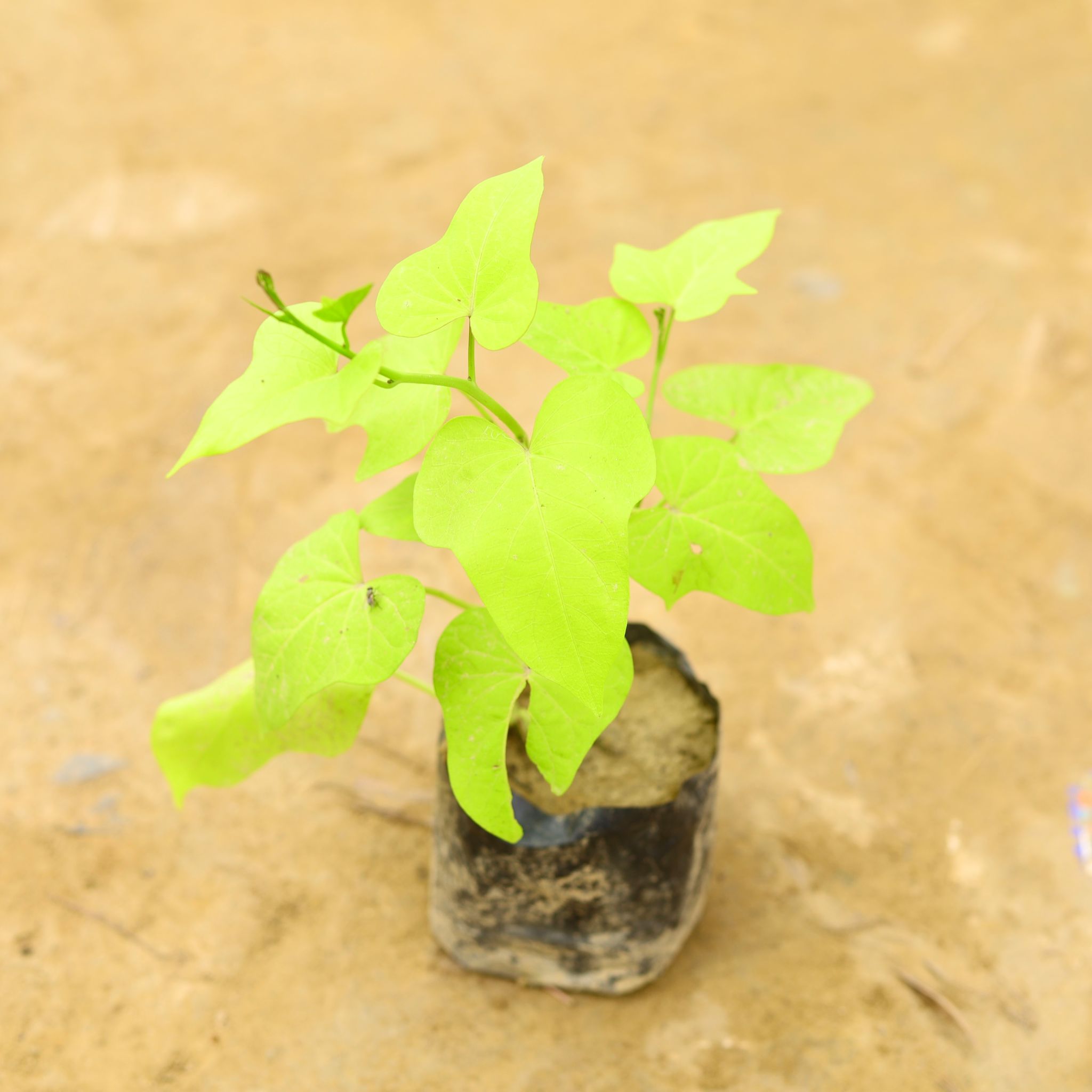 Ipomoea / Sweet Potato Vine Golden in 8 Inch Nursery Bag