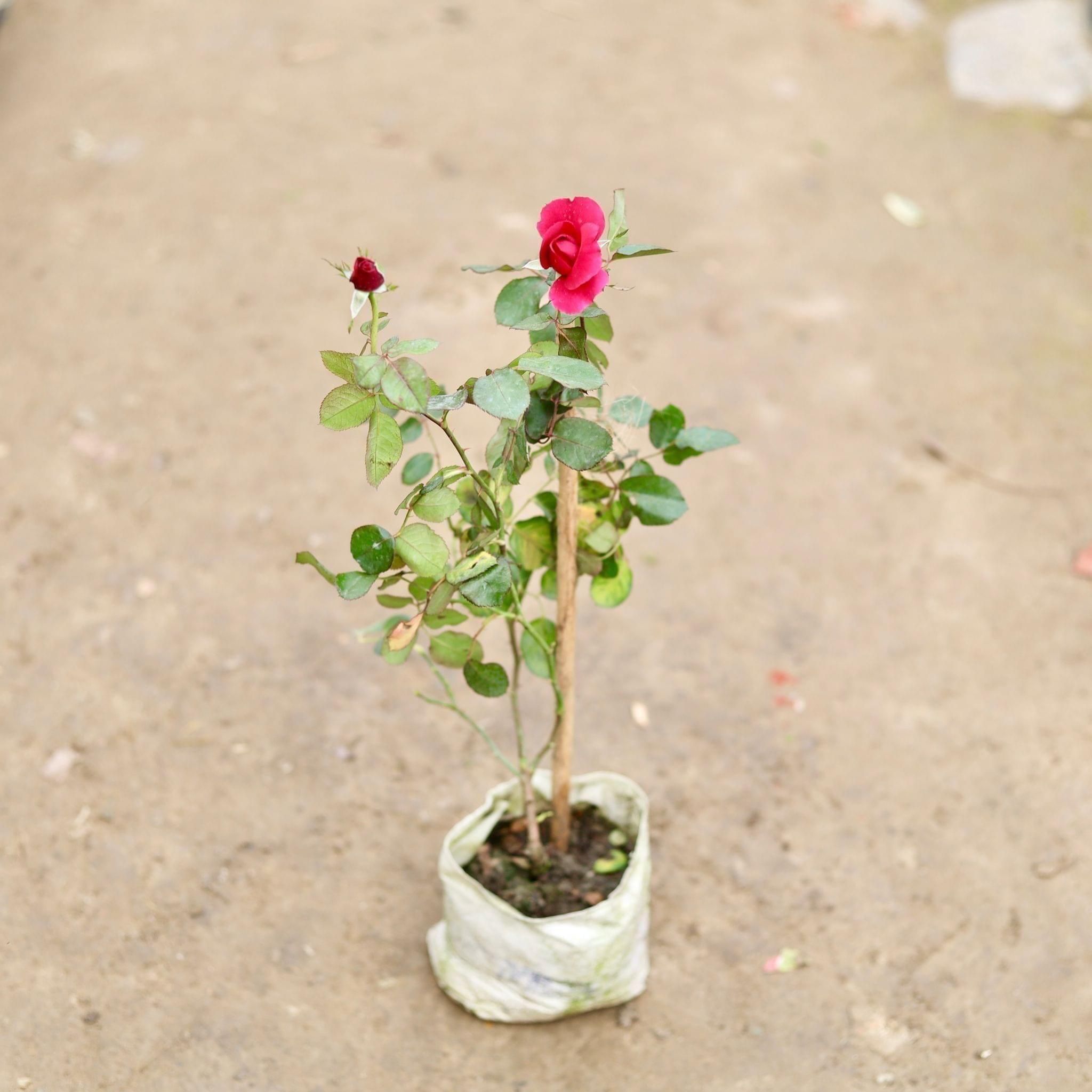 Rose (any colour) in 5 Inch Nursery Bag