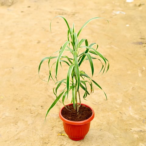 Dracaena Jamaica in 8 Inch Terracotta Red Olive Plastic Pot