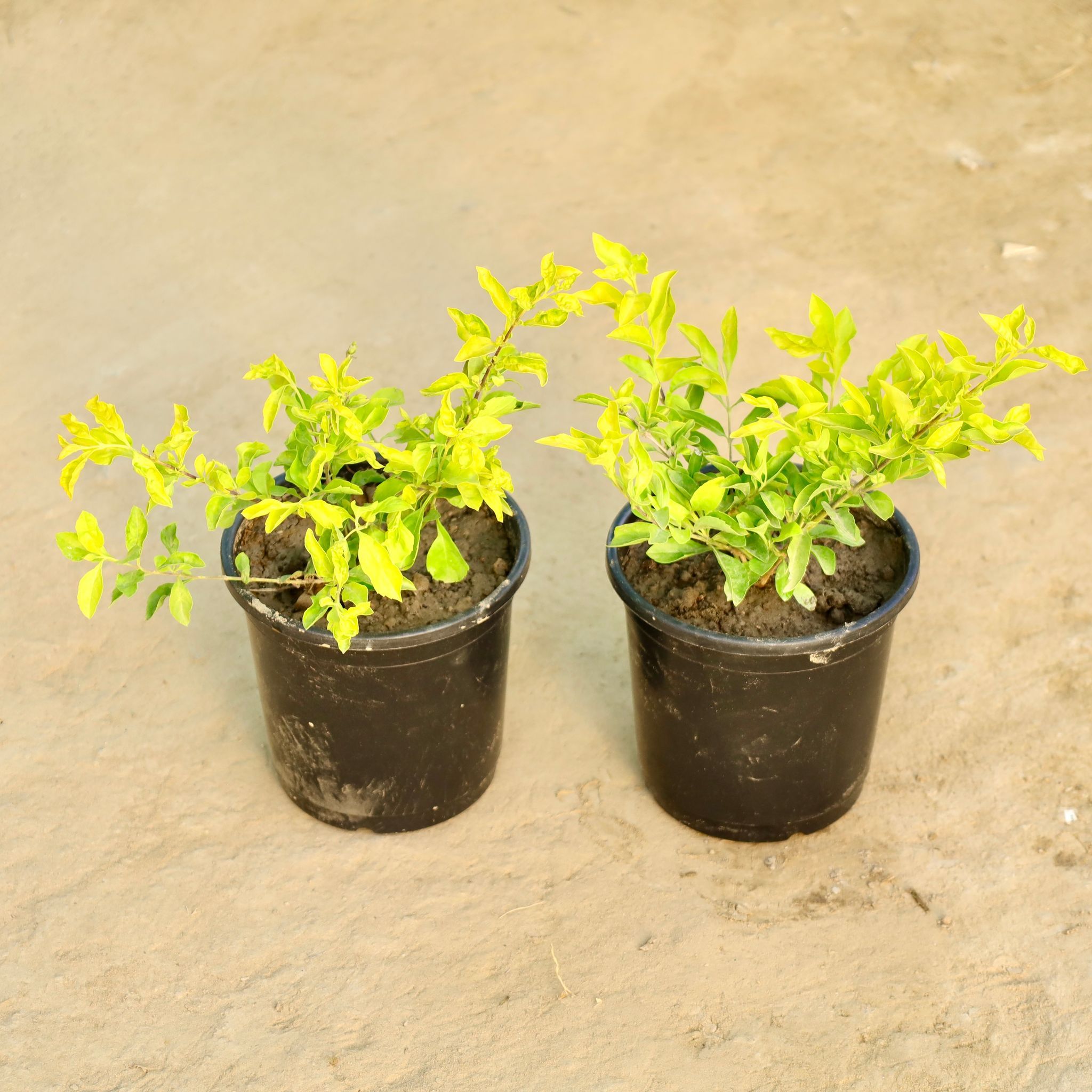 Set of 2 - Golden Duranta in 6 Inch Nursery Pot
