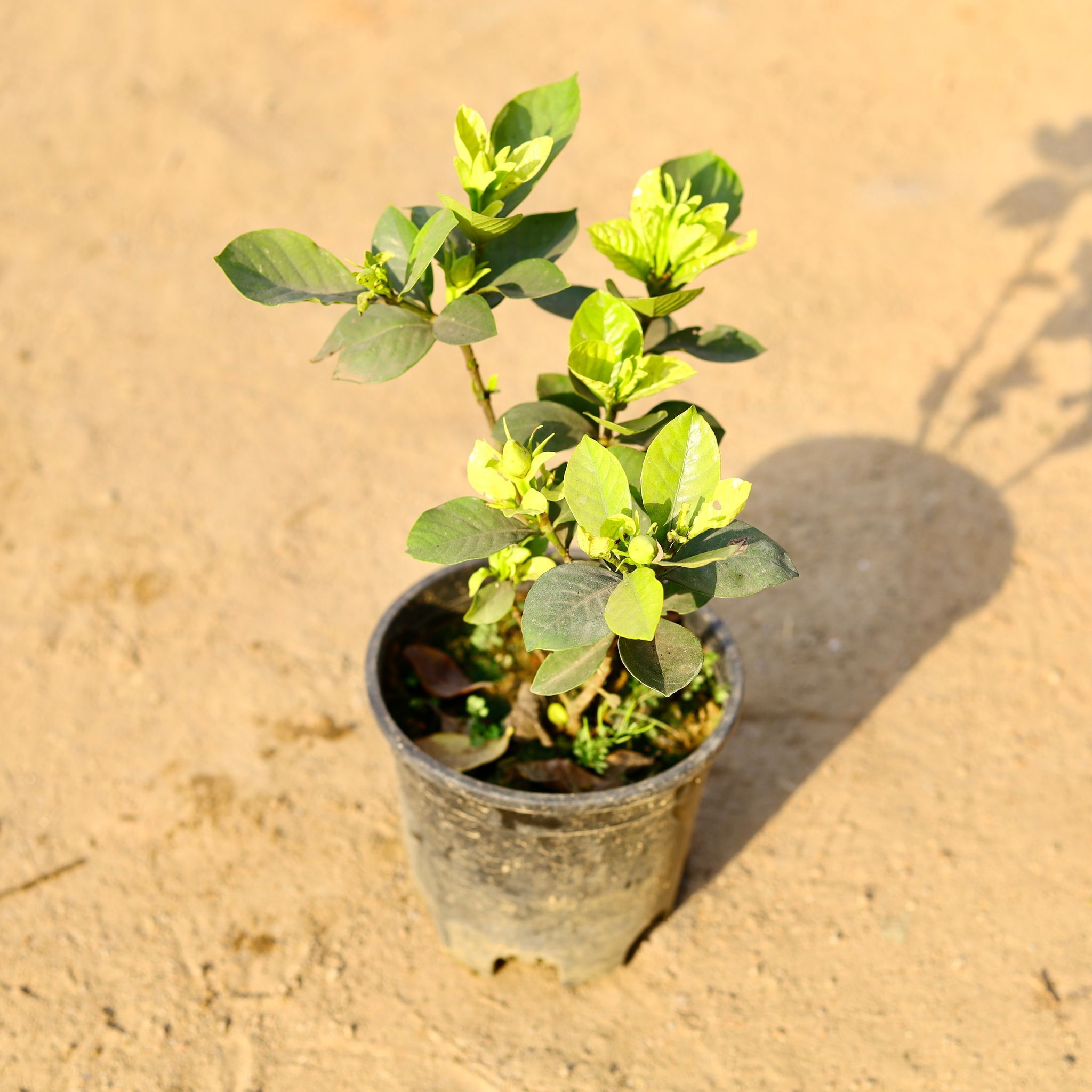 Gandhraaj / Gardenia in 6 Inch Nursery Pot