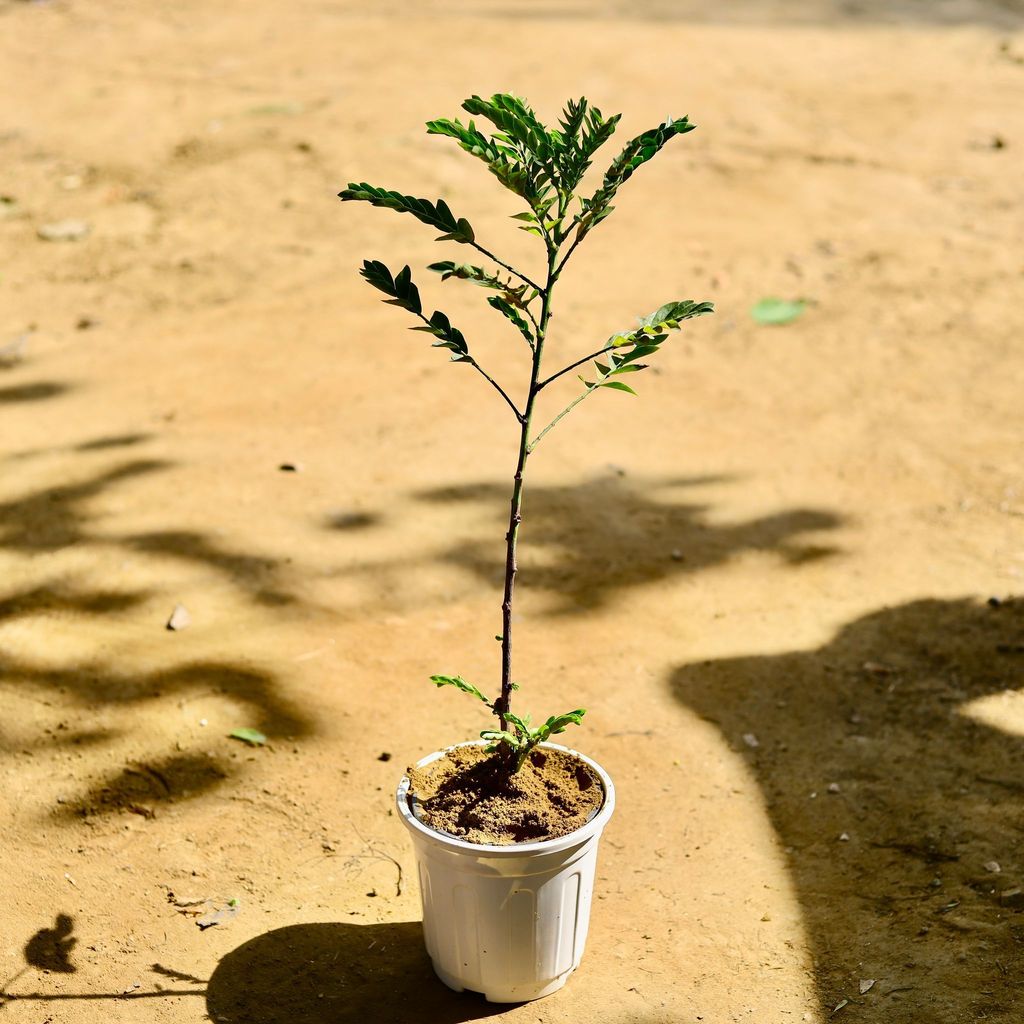 Buy Jacaranda (any colour) in 6 Inch White Super Nursery Pot Online | Urvann.com Jacaranda (any colour) in 6 Inch White Super Nursery Pot
