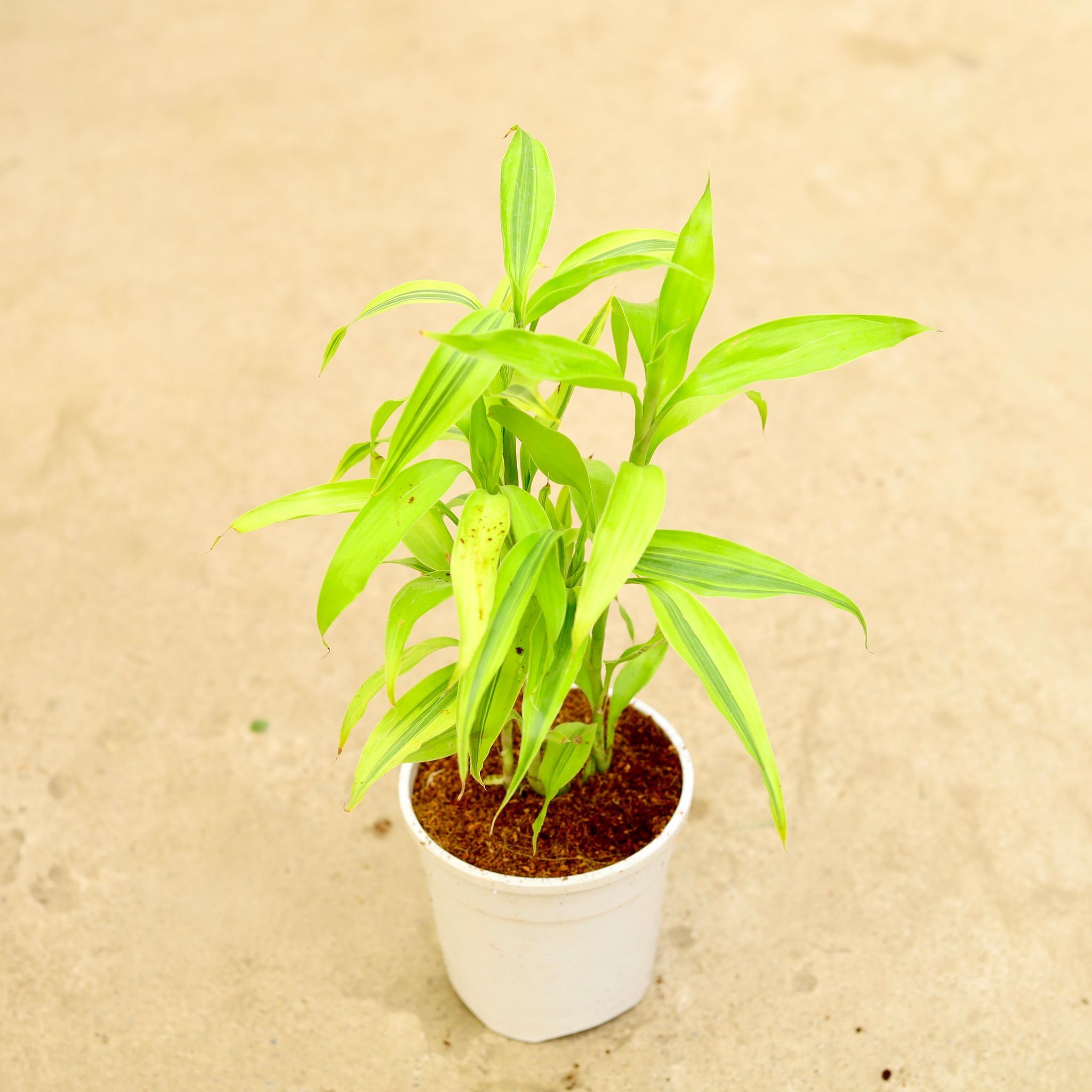 Lucky Bamboo in 5 Inch White Nursery Pot