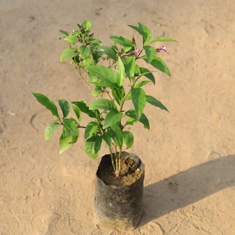 Nil Tagar / Purple Star in 4 Inch Nursery Bag
