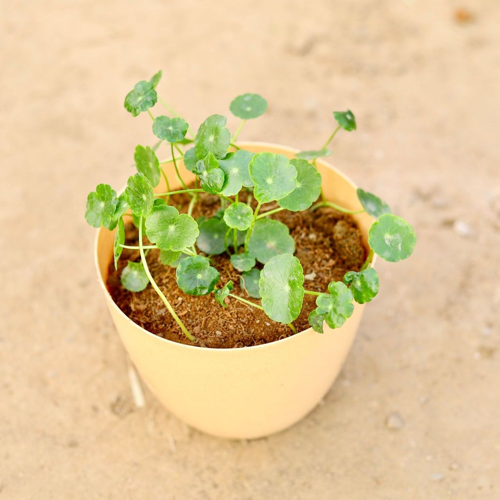 Brahmi Dollar / Pennywort in 6 Inch Beige Marble Premium Orchid Round Plastic Pot