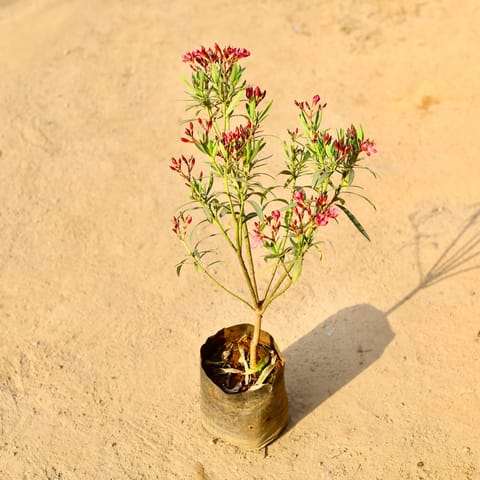 Kaner / Oleander Dwarf Pink in 8 Inch Nursery Bag