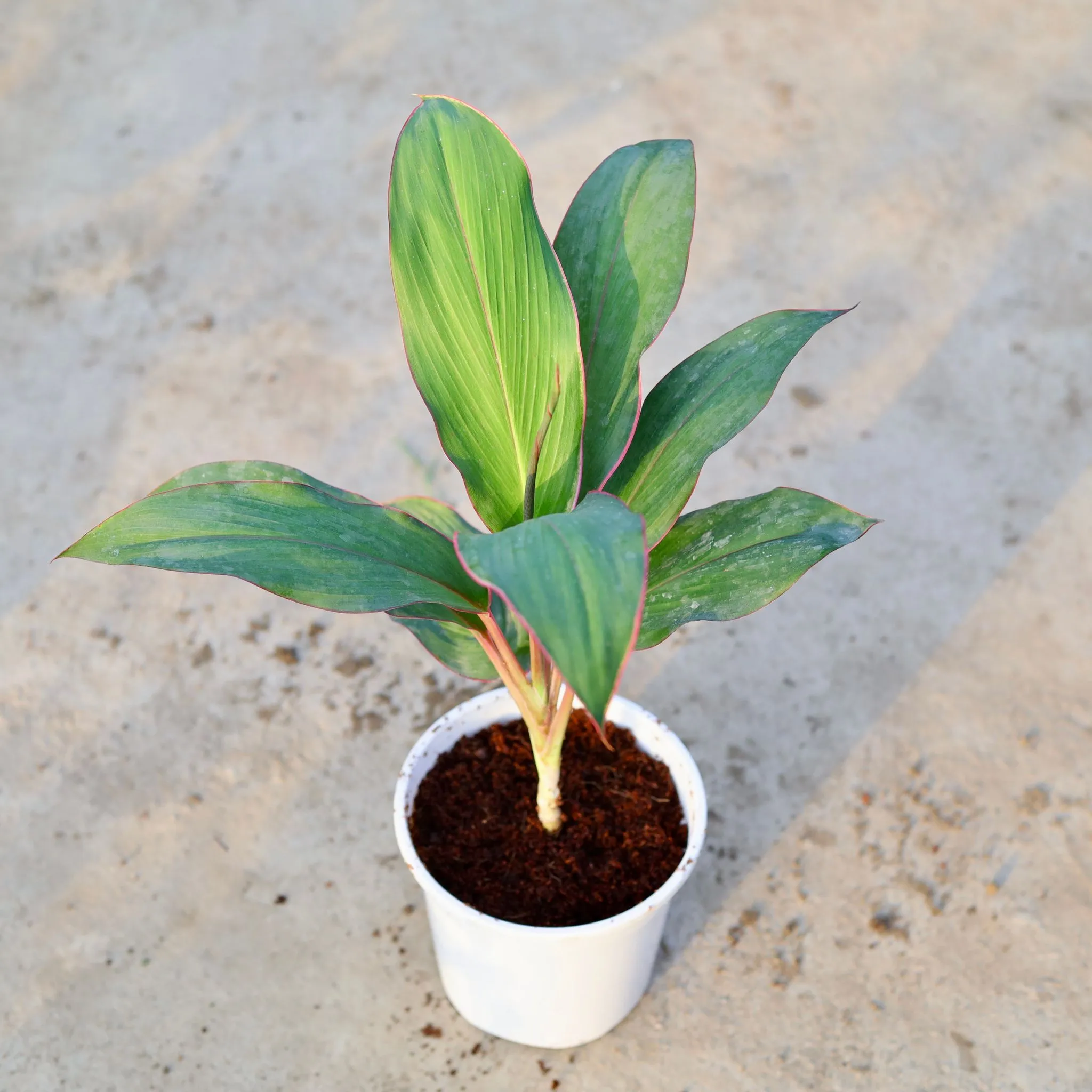 Dracaena Kedarnath in 6 Inch White Nursery Pot