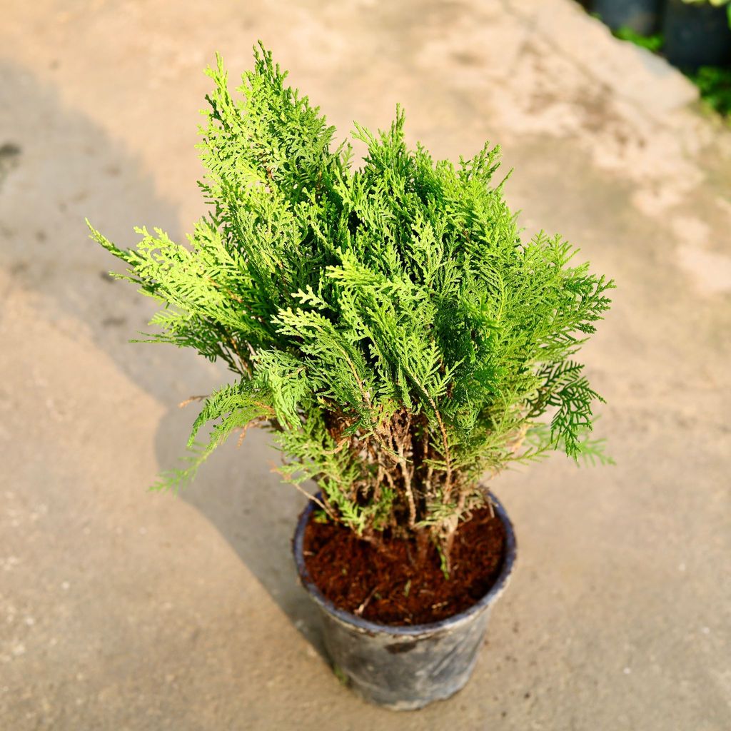 Buy Morpankhi in 6 Inch Nursery Pot Online | Urvann.com Morpankhi in 6 Inch Nursery Pot